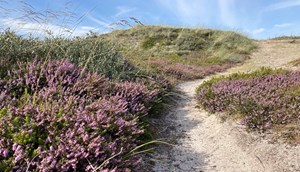 nationaal park Thy duinen