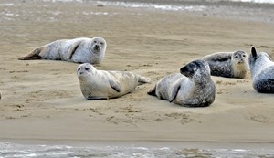 zeehonden