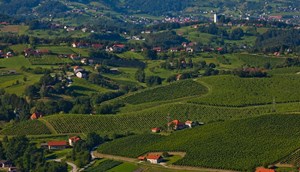 Wijngaarden Slovenske Konjice ©Slovenian tourist board Jošt Gantar
