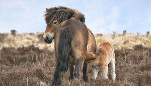 Exmoor Pony