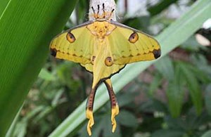Bijzondere vlinders in de vlindertuin Grevenmacher