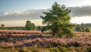 Wandelen Lüneburger Heide © Lüneburger Heide GmbH, Dominik Ketz
